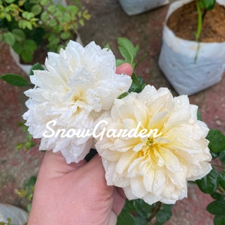 กุหลาบ​ 🌹 Crocus​ Rose โครคัส โรส​  ดอกดก หอม เลี้ยงง่าย