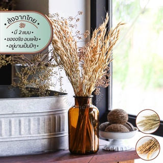 ดรายด์ครอปส์ ช่อธัญพืชอบแห้ง | Dried Crops-Barley &amp; Oat