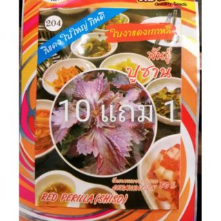 เมล็ดใบงาแดงเกาหลี พันธุ์ปูซาน ใบงาแดงเกาหลี  10 แถม 1 เมล็ดผัก เมล็ดพันธุ์ ตรา สี่ทิศ 4ทิศ เมล็ดใบงา