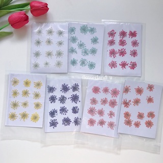 พร้อมส่ง pressed flower🌷 - ดอกไม้ทับแห้ง ดอก ammi ทับแห้ง