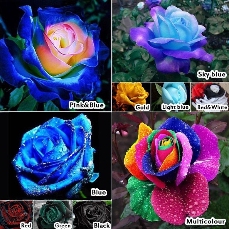 20 เมล็ด กุหลาบ สีฟ้า-ม่วง Rose Seeds ดอกใหญ่