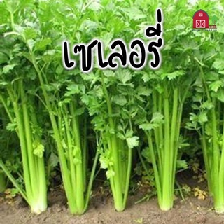 เมล็ดพันธุ์ เมล็ดขึ้นฉ๋าย เมล็ดพันธุ์ขึ้นฉ่าย เมล็ดคื่นฉ่าย เซเลอรี่ ขึ้นฉ่าย คื่นฉ่าย คื่นฉ่ายฝรั่ง celery seed