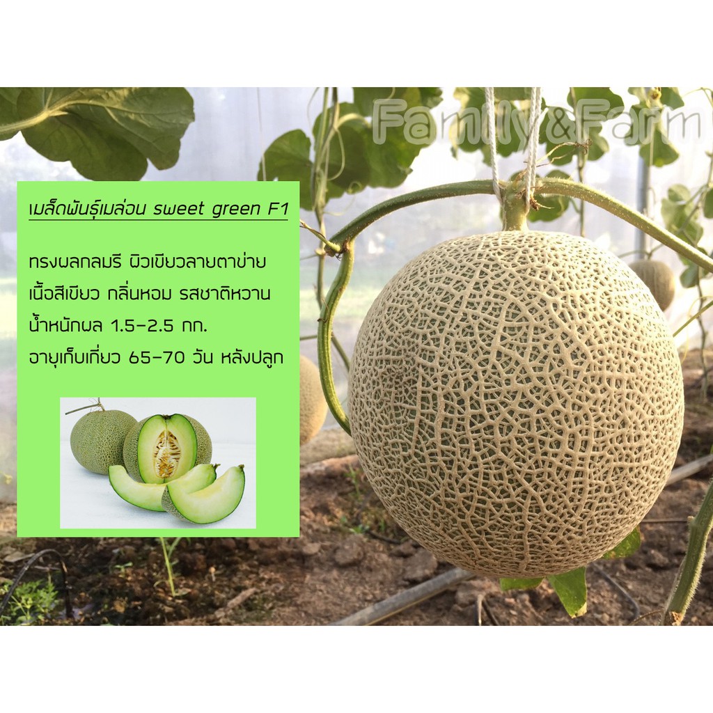 เมล็ดพันธุ์เมล่อน #Sweet green F1