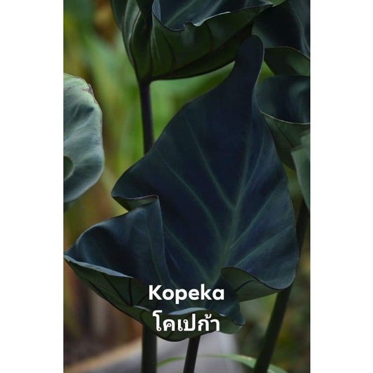 New​ hybrid​ Colocasia​ Kopeka​ (โคเปก้า)​