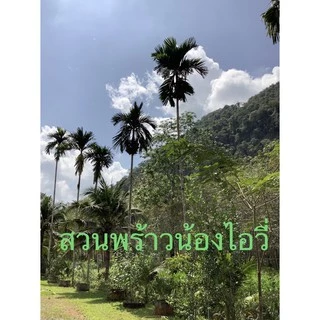 ต้นหมากสูงถอนจากถุงชำ 🌴 สั่งขั้นต่ำ 20 ต้น