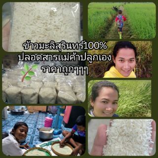 🎋🎋ข้าวมะลิสุรินทร์​5กิโลราคาถูกปลูกเองปลอดสาร