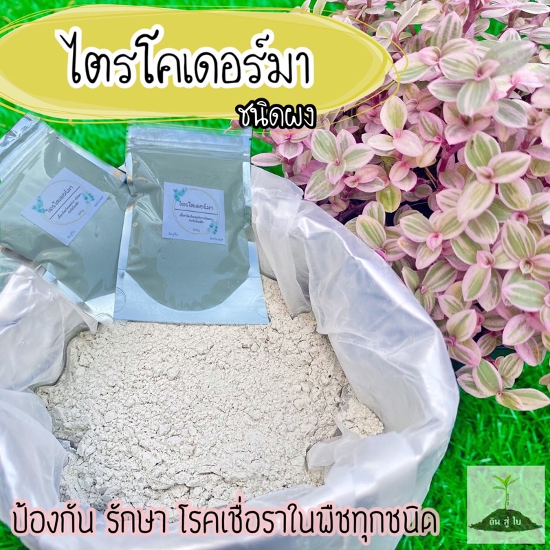 ไตรโคเดอร์มา ชนิดผง บรรจุ 100 กรัม ป้องกันโรคพืช เชื้อรา รากเน่า  ผสมน้ำใช้งานได้เลย | Shopee Thailand