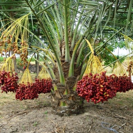 เมล็ดพันธุ์ อินทผาลัม (Date palm) จากต้นเพาะเนื้อเยื้อ สายพันธุ์ บาฮีแดง 10 เมล็ด