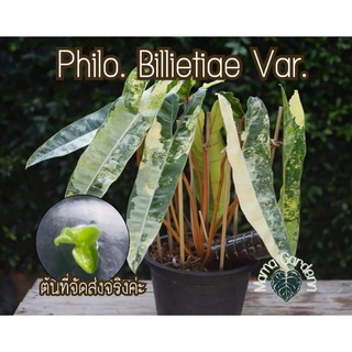 พร้อมส่ง.💥ก้านส้มด่างแท้ไม่ต้องลุ้น ( Philo. Billietiae Variegated) 💥