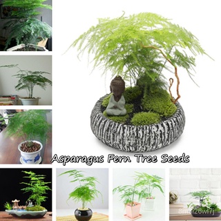 （เมล็ดพันธุ์ ถูก คละ）ปลูกง่าย ปลูกได้ทั่วไทย ของแท้ 100% เมล็ดพันธุ์ Asparagus Fern Tree Seeds 50pcs ต้นไม้ ต้นไม 0YLK