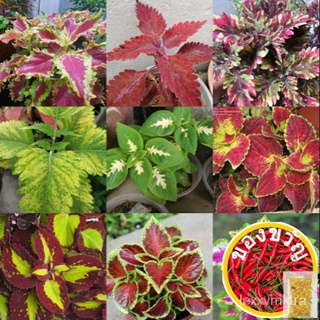 Coleus cutting/keratan pokok ati ati/  Coleus草(剪枝แถบ) 彩叶 / daun hiasan pokok ati-ati园艺/seeds/生菜/男装/内裤/鲜花/文胸/通心菜/苹果/头饰/ B