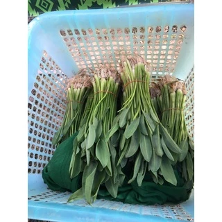 ผักพาย เมล็ดผักพายน้อย เมล็ดพันธุ์ผักพาย ผักพื้นบ้าน [ซื้อ 10 แถม 1 คละได้]