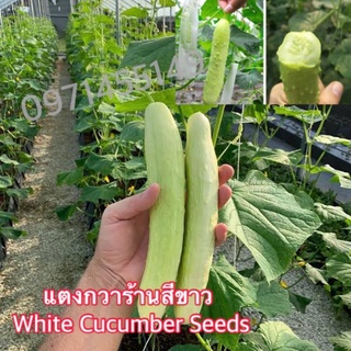 เมล็ดพันธุ์แตงกวาร้านสีขาวผลใหญ่เมล็ดแตงกวาสีขาว White Cucumber Seeds