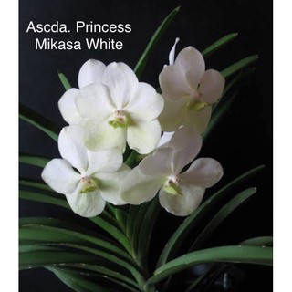 กล้วยไม้ แอสโค มิกาซ่า ไวท์ Ascda. Princess Mikasa Whie