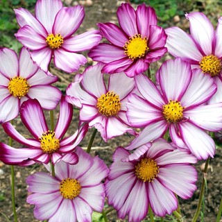 เมล็ดพันธุ์ ดาวกระจายพิโคที ดอกคอสมอส (Picotee Cosmos Flower Seed) บรรจุ 50 เมล็ด