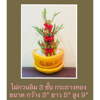 DDPLANTS ไผ่กวนอิม 3 ชั้น  ต้นไม้มงคล เสริมการงาน การเงิน สิริมงคล