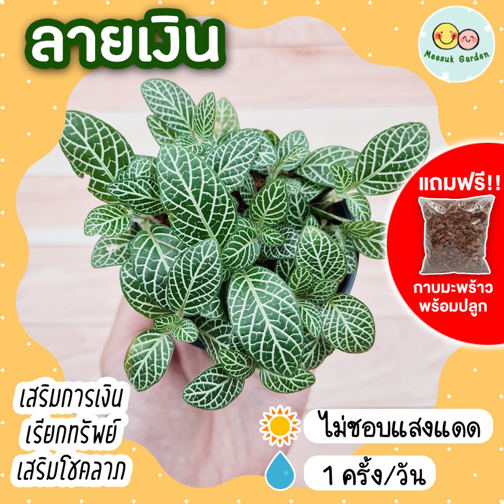 *แถมกาบมะพร้าวพร้อมปลูก* ลายเงิน กระถาง 3 นิ้ว หรือต้นพรมออสเตรเลีย Fittonia Silver Nerve Plant ไม้ฟ
