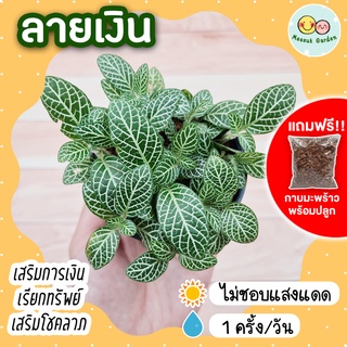 *แถมกาบมะพร้าวพร้อมปลูก* ลายเงิน กระถาง 3 นิ้ว หรือต้นพรมออสเตรเลีย Fittonia Silver Nerve Plant ไม้ฟอกอากาศ ไม้มงคล