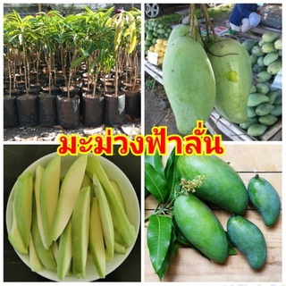 ต้นมะม่วงฟ้าลั่น รสชาติมันและหวานกรอบ ต้นพันธุ์เสียบยอดสูง 40-50 ซม.รับประกันพันธุ์แท้ 100%