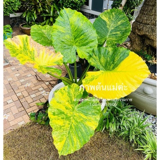 Alocasia Gageana aurea Variegated อะโลคาเซีย หูช้างด่างเหลือง บอนหูช้างด่างเหลือง ไม้ประดับ ไม้ใบ ตกแต่งสวน