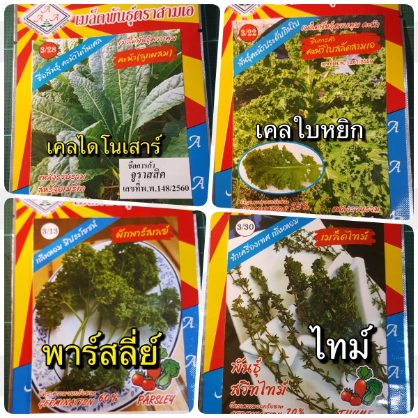 เมล็ดผัก 4 ชนิด เคลไดโนเสาร์ เคลใบหยิก ไทม์ พาร์สลี่ย์
