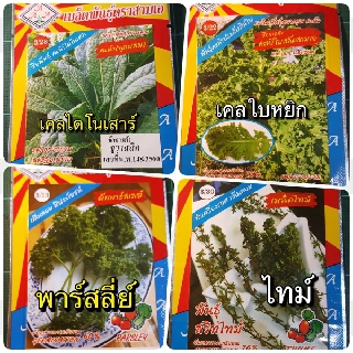 เมล็ดผัก 4 ชนิด เคลไดโนเสาร์ เคลใบหยิก ไทม์ พาร์สลี่ย์