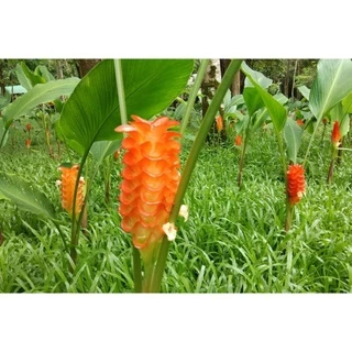 ต้นพันธุ์ ดอกกระเจียว สีส้ม ขายเป็นหัวๆ พร้อมปลูกในถุงดำ 39 บาท
