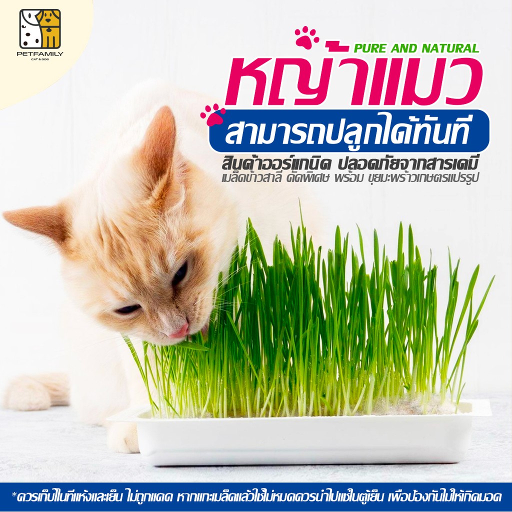 PetFamily หญ้าแมว ครบชุดพร้อมปลูกทันที พร้อมเมล็ด ชุดปลูกต้นอ่อนข้าวสาลี ไม่มีสารเคมีตกค้าง พิเศษกล่องปลูกใช้ซ้ำได้