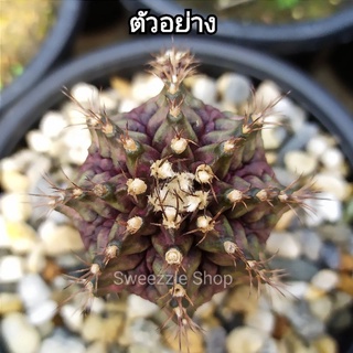 *ซื้อ 1 แถม 1* กระบองเพชร (Cactus) ไม้กราฟ ยิมโน ทีเร็กซ์ (T-rex) กราฟตอ3เหลี่ยม (รูป1-2ตัวอย่างต้นแม่) ร้านสุ่มเลือกให้