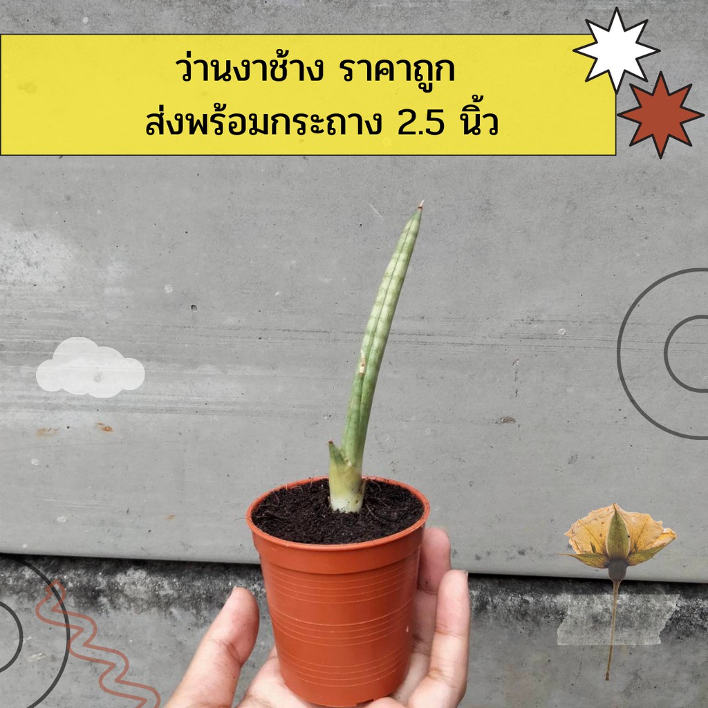 ว่านงาช้าง ราคาถูก ส่งพร้อมกระถาง . ตั้งโต๊ะ