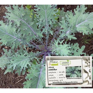 เมล็ดพันธุ์  เคลรัสเซียสีแดง 100 เมล็ด - Red Russian Kale เมล็ดนำเข้าแท้ 100%  ปลูกง่าย คุณค่าทางอาหารสูง