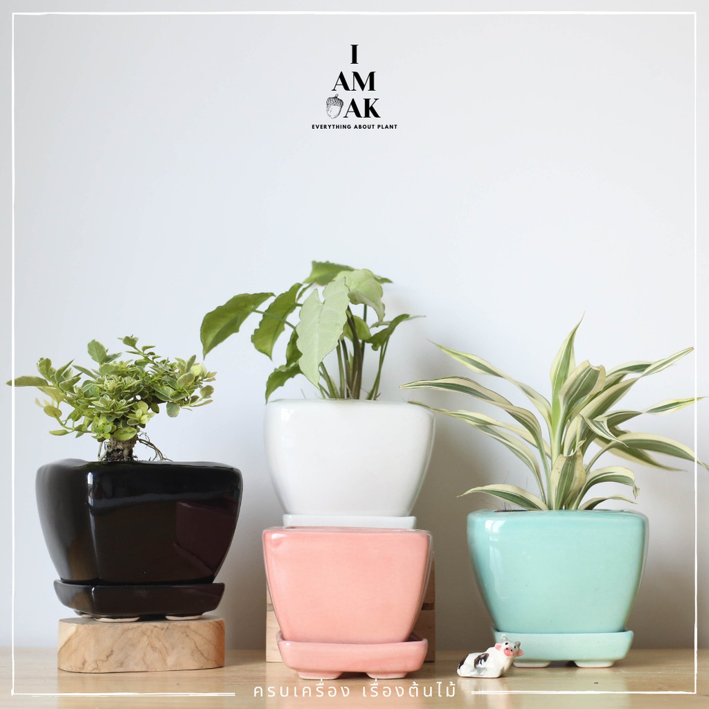 มุมมอง 3