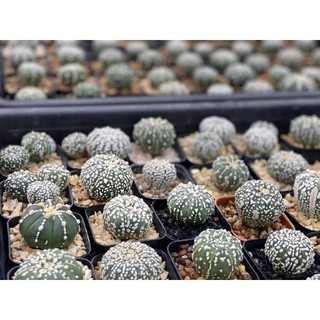 แอสโตรซุปเปอร์ คาบูโตะ แอสโตรV แอสโตรลูกV Astrophytum super kabuto V type ดอทสวยงาม กระบองเพชร คัดพิเศษราคาเบาๆ