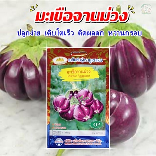 เมล็ดมะเขือจานม่วง Purple Eggplant ตราภูเขาทอง เมล็ดพันธุ์ผัก เมล็ดมะเขือ เมล็ดพันธุ์มะเขือ เมล็ดผักสวนครัว