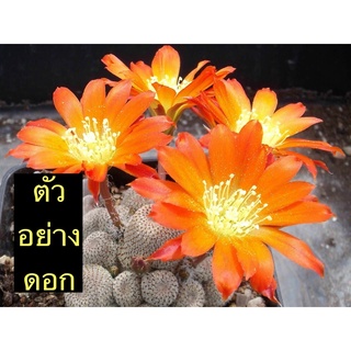 ไม้กราฟรีบูเทีย เฮลิโอซ่า Rebutia Heliosa grafting