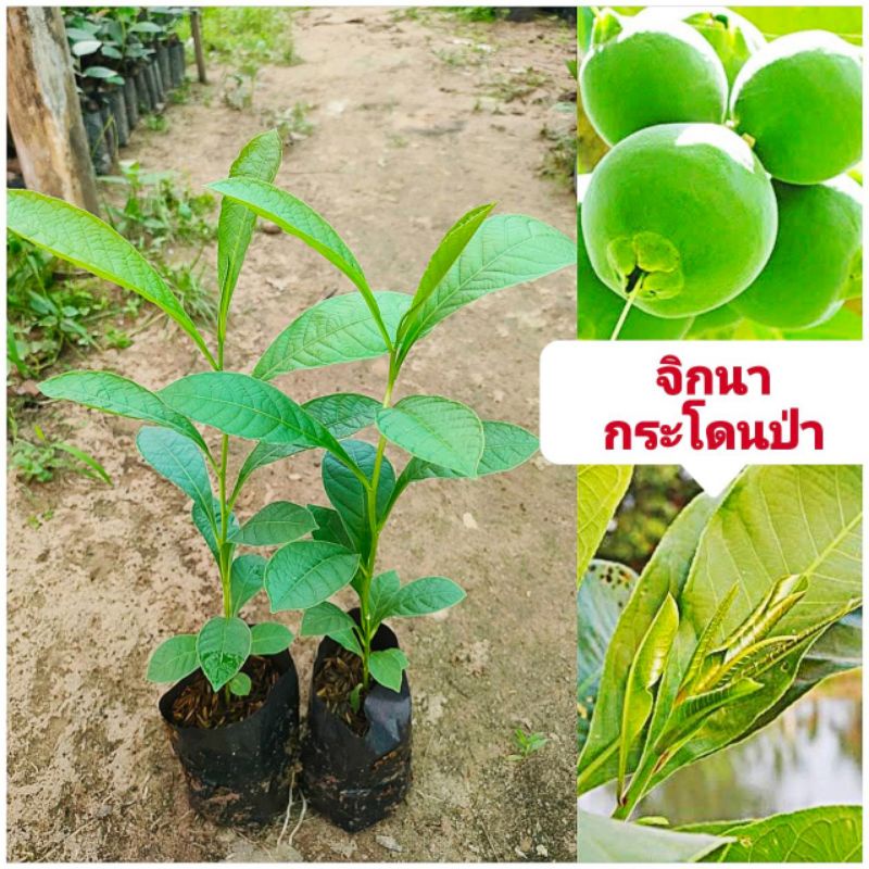 ต้นกระโดนป่า ต้นจิกนา กระโดนกินยอด  ต้นสูง 60 - 80 cm ผักพื้นบ้านมีสรรพคุณทางยา