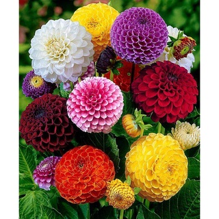 เมล็ดพันธ์ุดอกไม้ เมล็ดรักเร่ เมล็ดพันธุ์ ดอกรักเร่คละสี (Dahlia Flower Mix Seed) บรรจุ 200 เมล็ด คุณภาพดี ราคาถูก