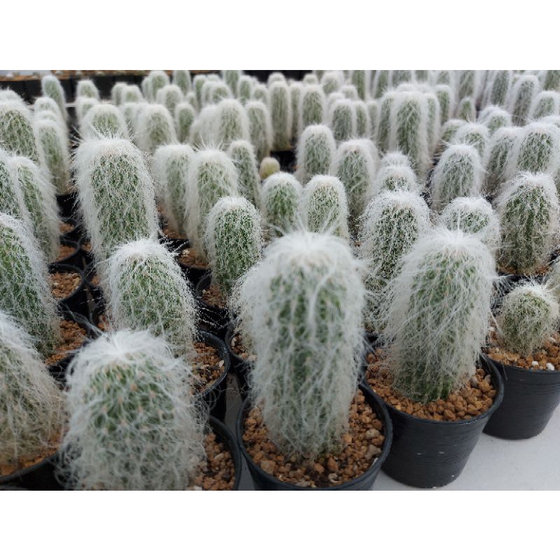 #Cactus#oldman#cactus