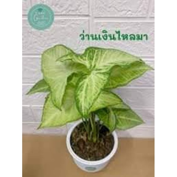 ว่านเงินไหลมา ถูกที่สุด พร้อมโปรโมชั่น ก.ค. 2023|Biggoเช็คราคาง่ายๆ