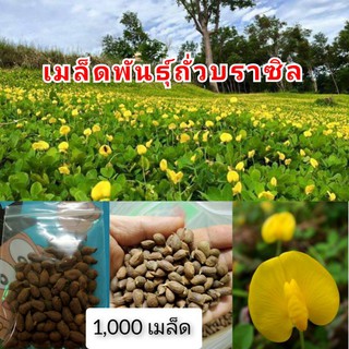 เมล็ดพันธุ์ถั่วบราซิล 1,000เมล็ด จัดสวนหย่อม ตกแต่งสนามหญ้า พืชคลุมดิน