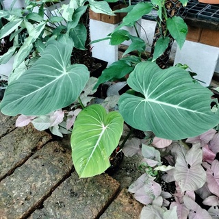 philodendron gloriosum ฟิโลกลอริโอซั่มก้านแบน ต้นใหญ่ใบใหญ่มากคะ