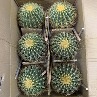 [ยกลัง] Cactus ถังทอง ขนาด 20-22 ซม กระบองเพชร แคคตัส