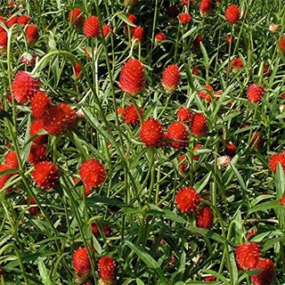 บานไม่รู้โรย สีแดง Gomphrena Mix Seeds ดอกไม้ พรรณไม้ คุณภาพ 100 เมล็ด