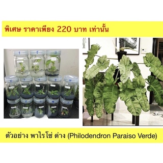 พาไรโซ่ ด่าง (Philodendron Paraiso Verde) เนื้อเยื่อ ต้นฟิโลเดนดรอนพาไรโซ่ด่าง