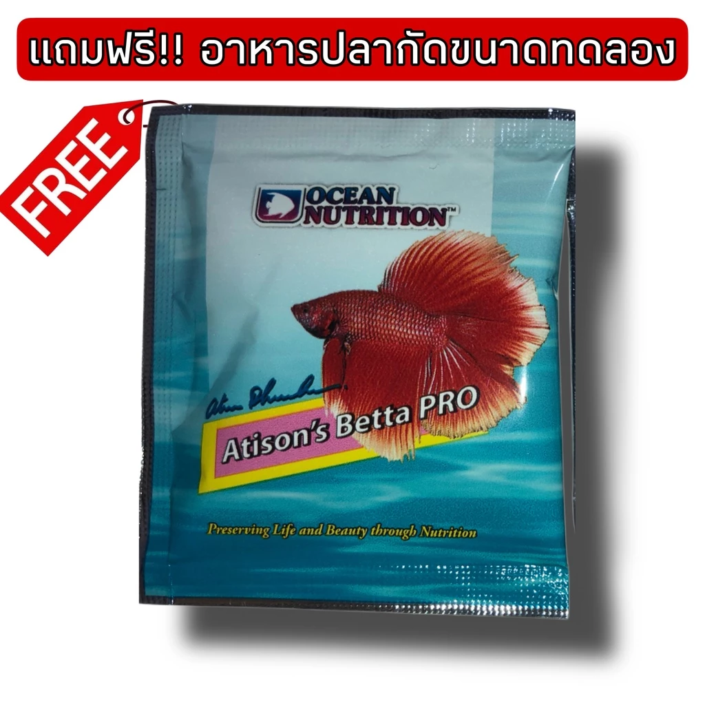 โหลถ่ายรูปปลากัด แถมฟรี!!อาหารปลากัด ขนาด2x8x6 กระจก3มิล สินค้ามีประกัน พร้อมส่ง!! thumbnail 4