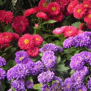 เมล็ดพันธุ์ ดอกเบญจมาศ Aster Chrysanthemum Mixed flower seeds เมล็ดดอกไม้สวย ต้น 200 เมล็ดพันธุ์คุณภาพสูง พันธุ์ไม้ดอก