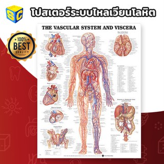 โปสเตอร์วิทยาศาสตร์ ระบบไหลเวียนโลหิต Vascular System