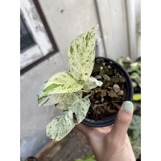 อิพิมาเบิ้ล Epipremnum pinnatum marble Variegated ส่งพร้อมกระถาง 3-4“