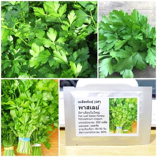 เมล็ดพันธุ์ พาสเลย์อิตาเลี่ยนใบใหญ่ (Flat Leaf Italian Parsley Seed) บรรจุ 500 เมล็ด คุณภาพดี ของแท้ 100%