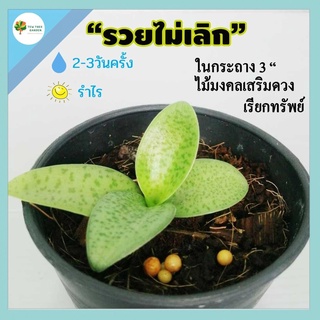 [ต้นไม้จิ๋ว] ต้นรวยไม่เลิก ไม้มงคล เสริมดวง เรียกทรัพย์ พร้อมกระถางฟรี 3 นิ้ว แต่งห้อง ประดับโต๊ะทำงาน ต้นไม้มินิมอล